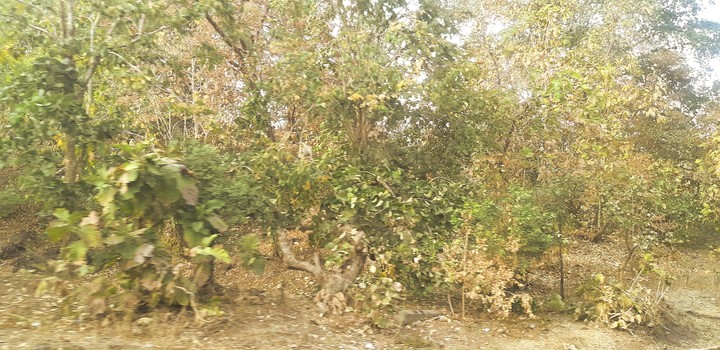 Forest