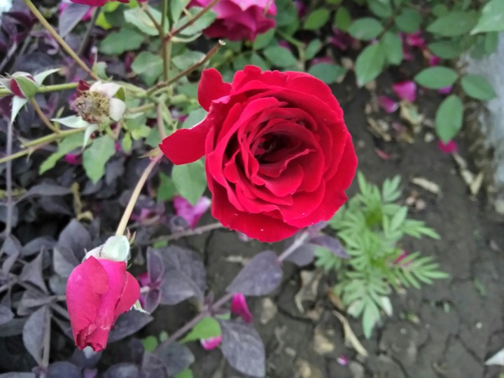 rose