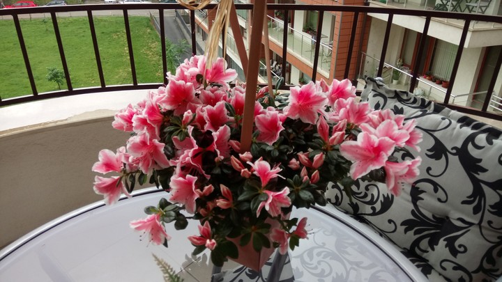 Beautiful flowers 