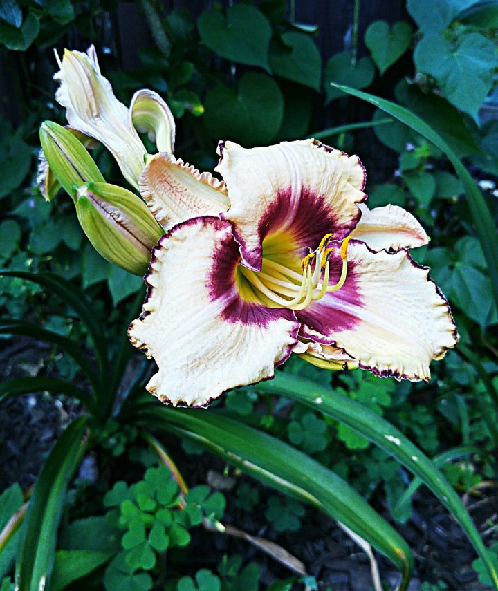 Lily garden