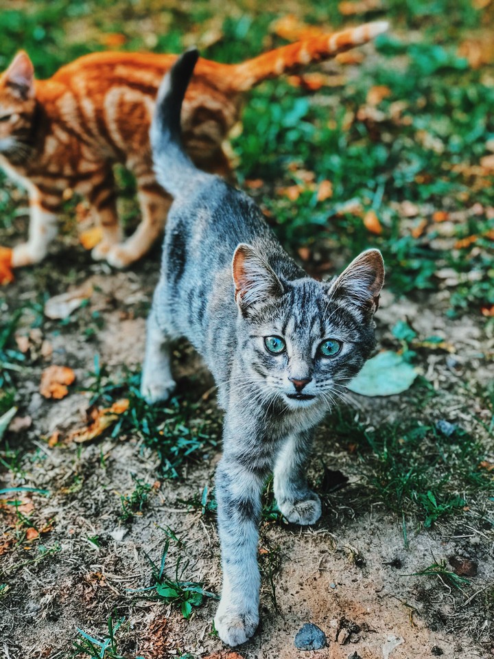 кошка