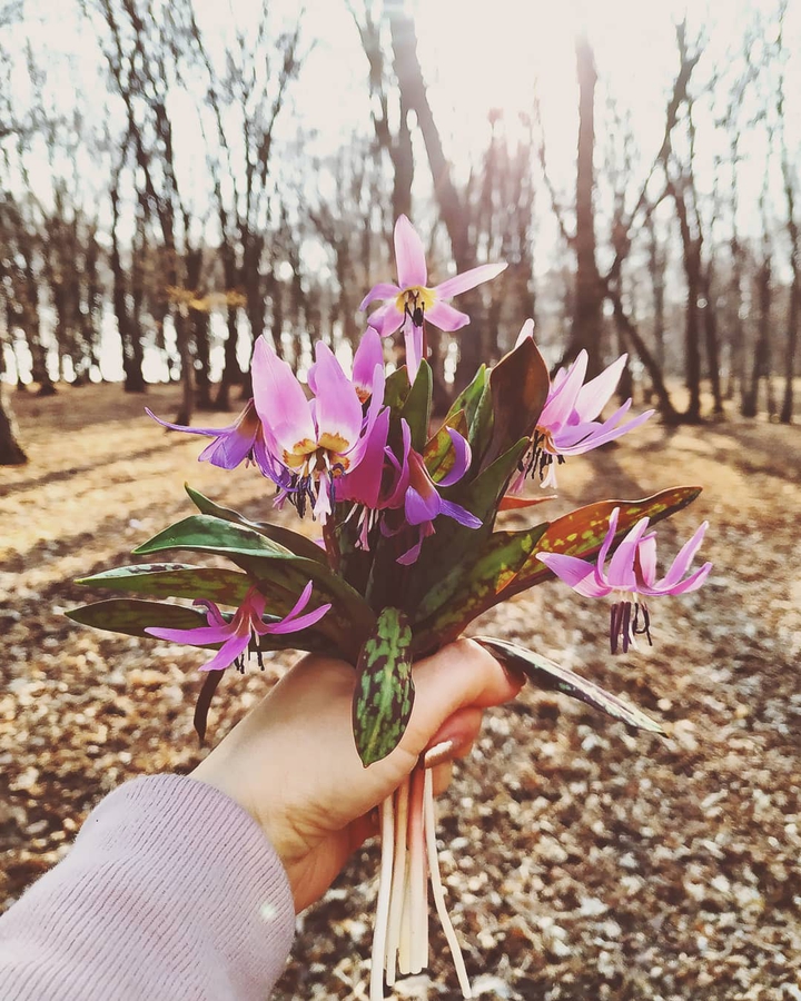 spring flowers