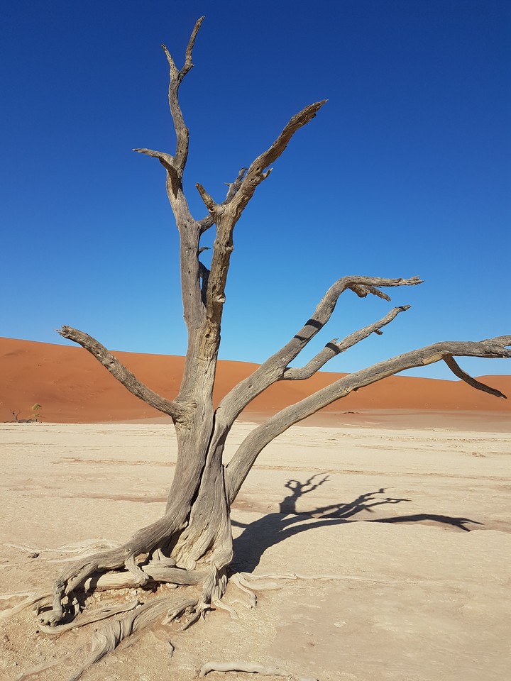 Desert tree