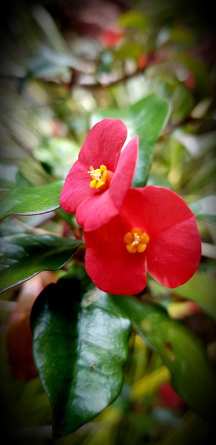popy flower