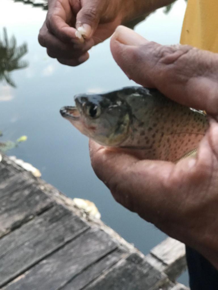 piraña - amazonas Colombia