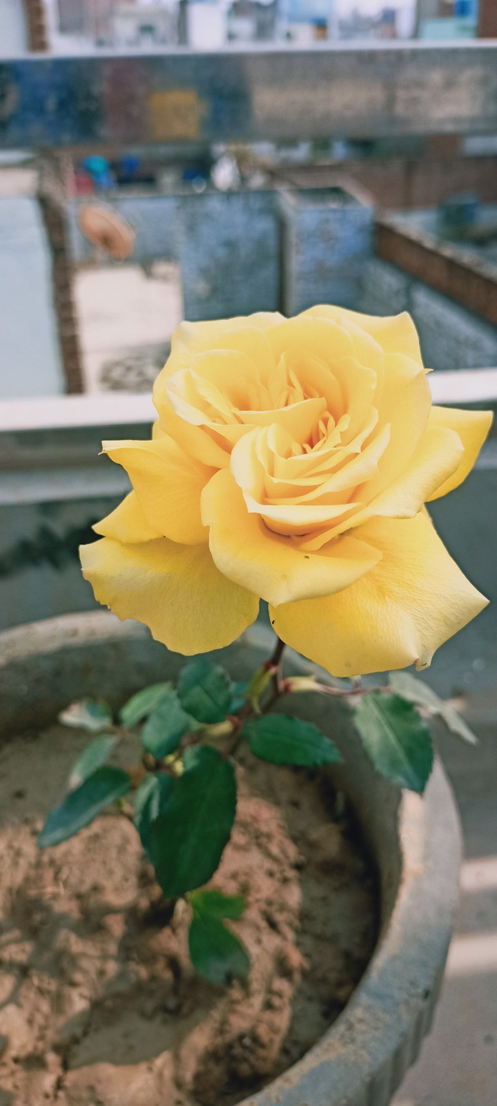 rose