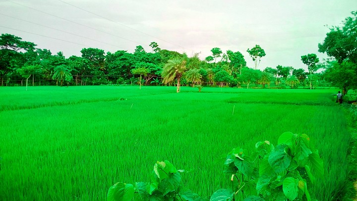 village fild