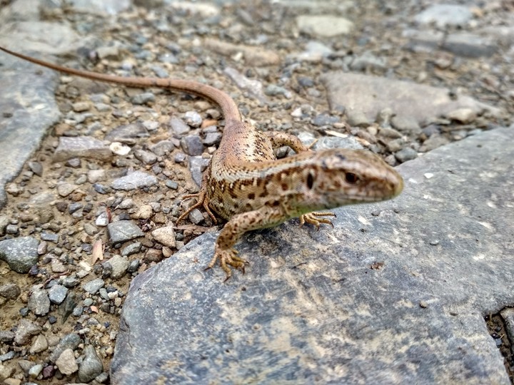 #animal