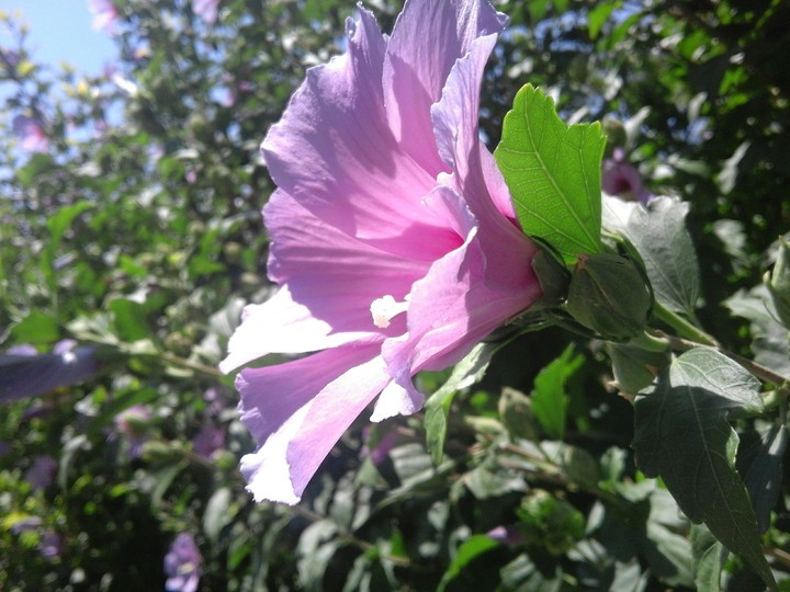 Flowers