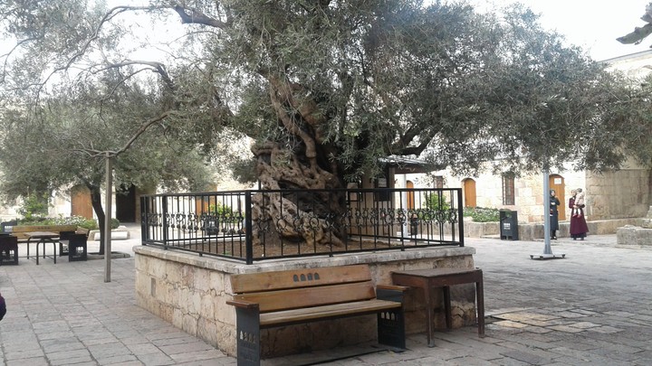 zeytin ağacı