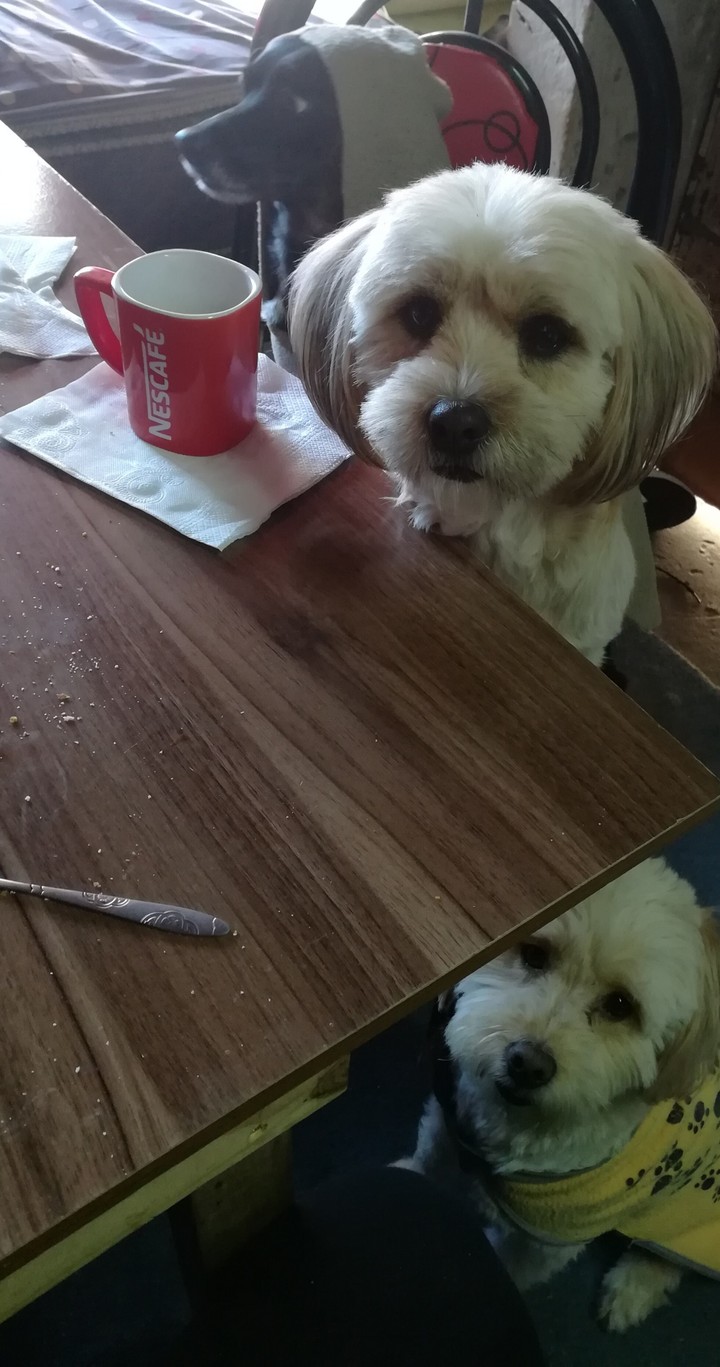 coli, isis y zeth