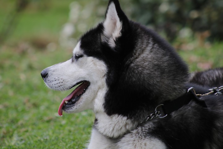 dog
