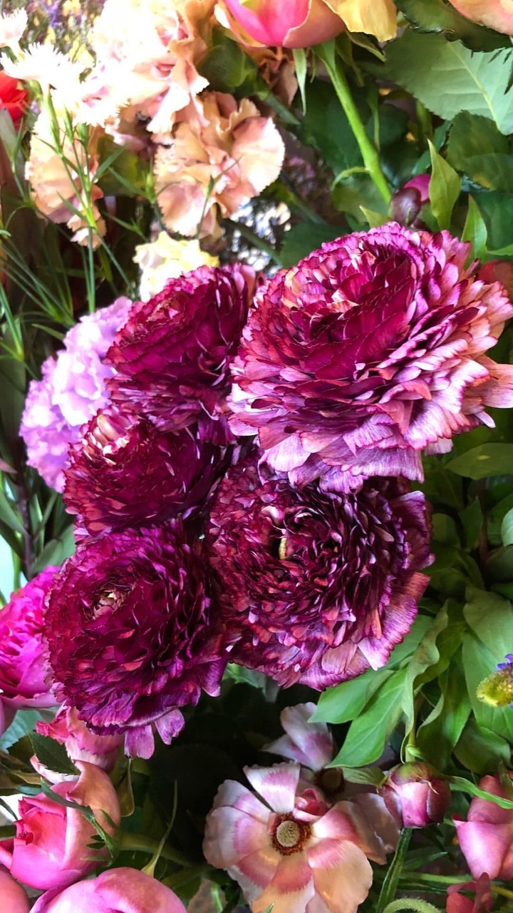 purple rose ?