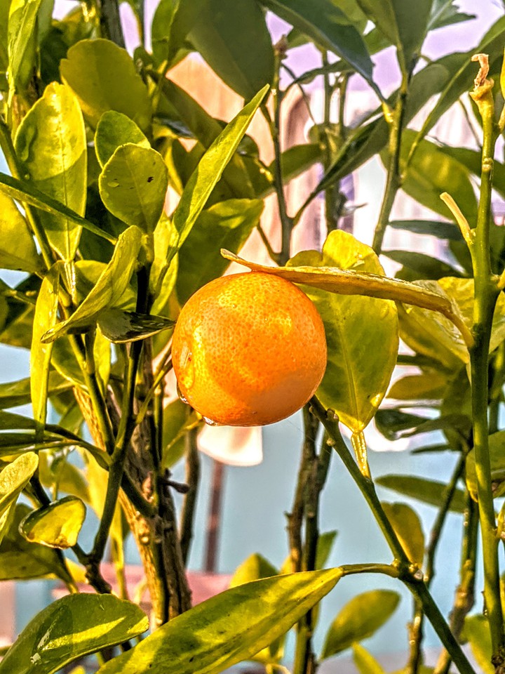 Little Orange
