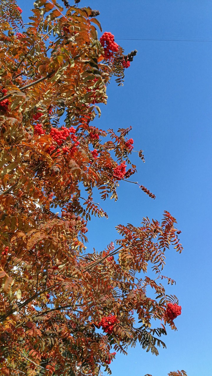 Red autumn