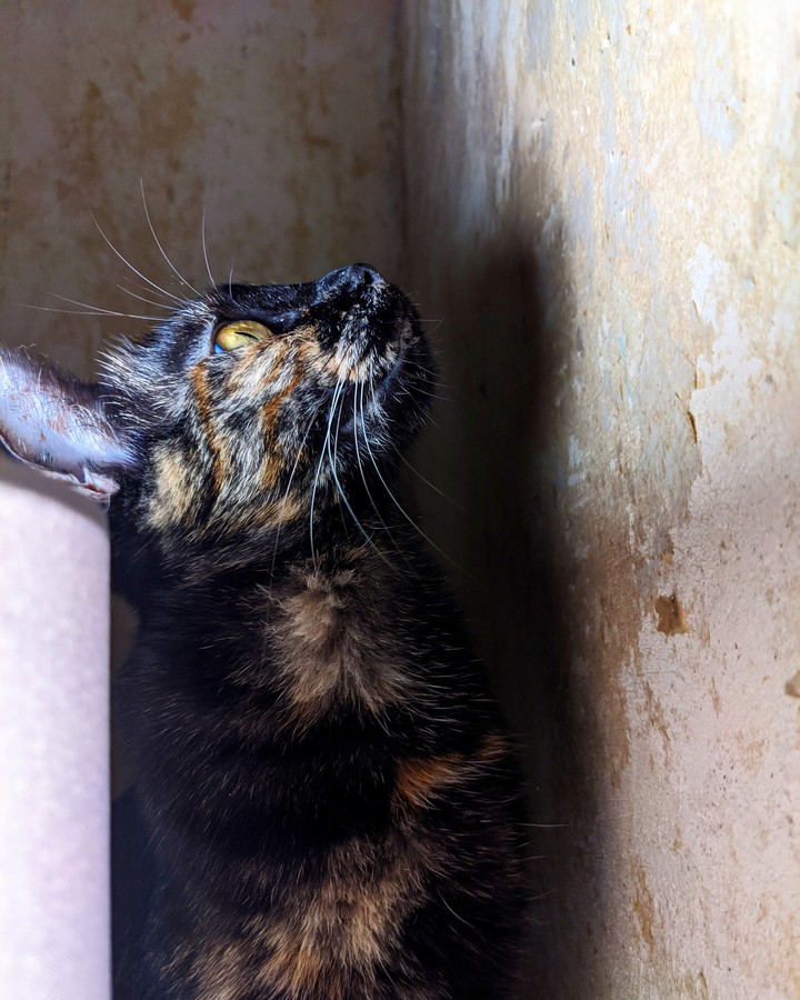 Katze