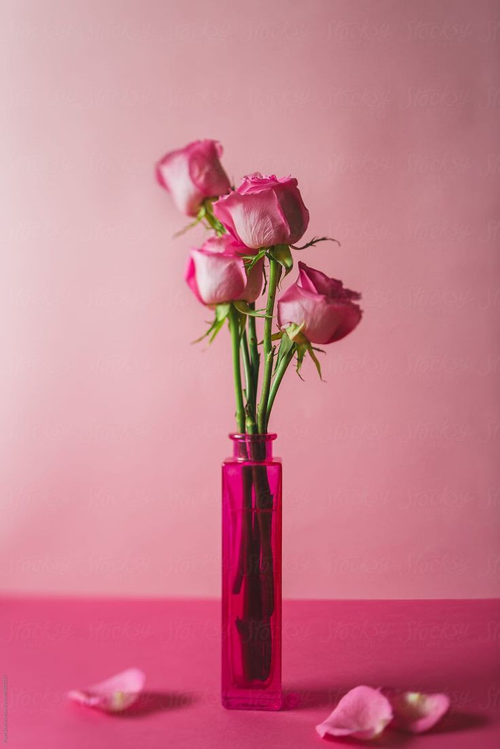 Beautiful Rose