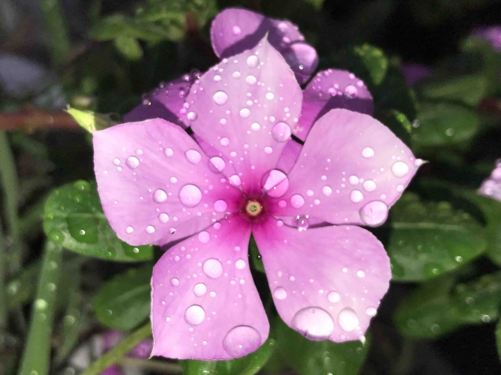 Pink Flowers