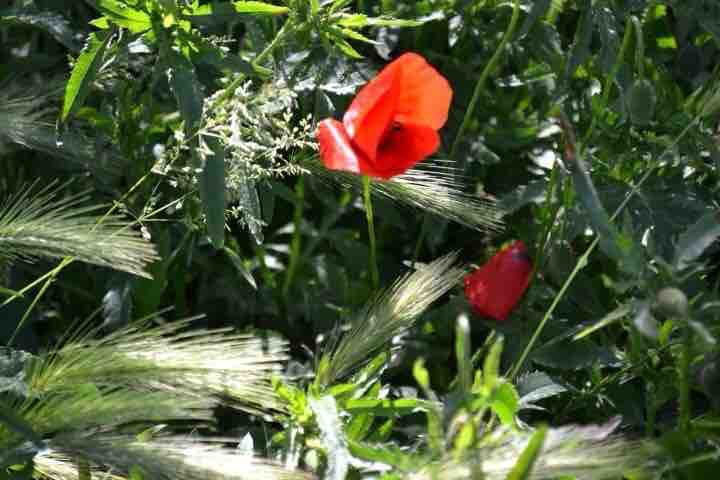 fiore