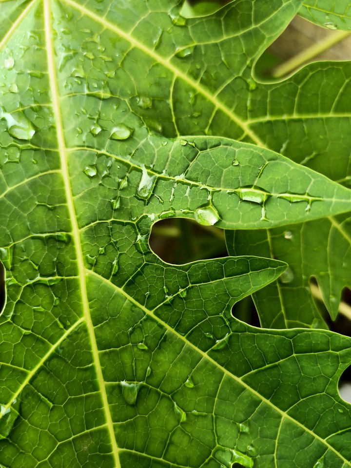 Drops