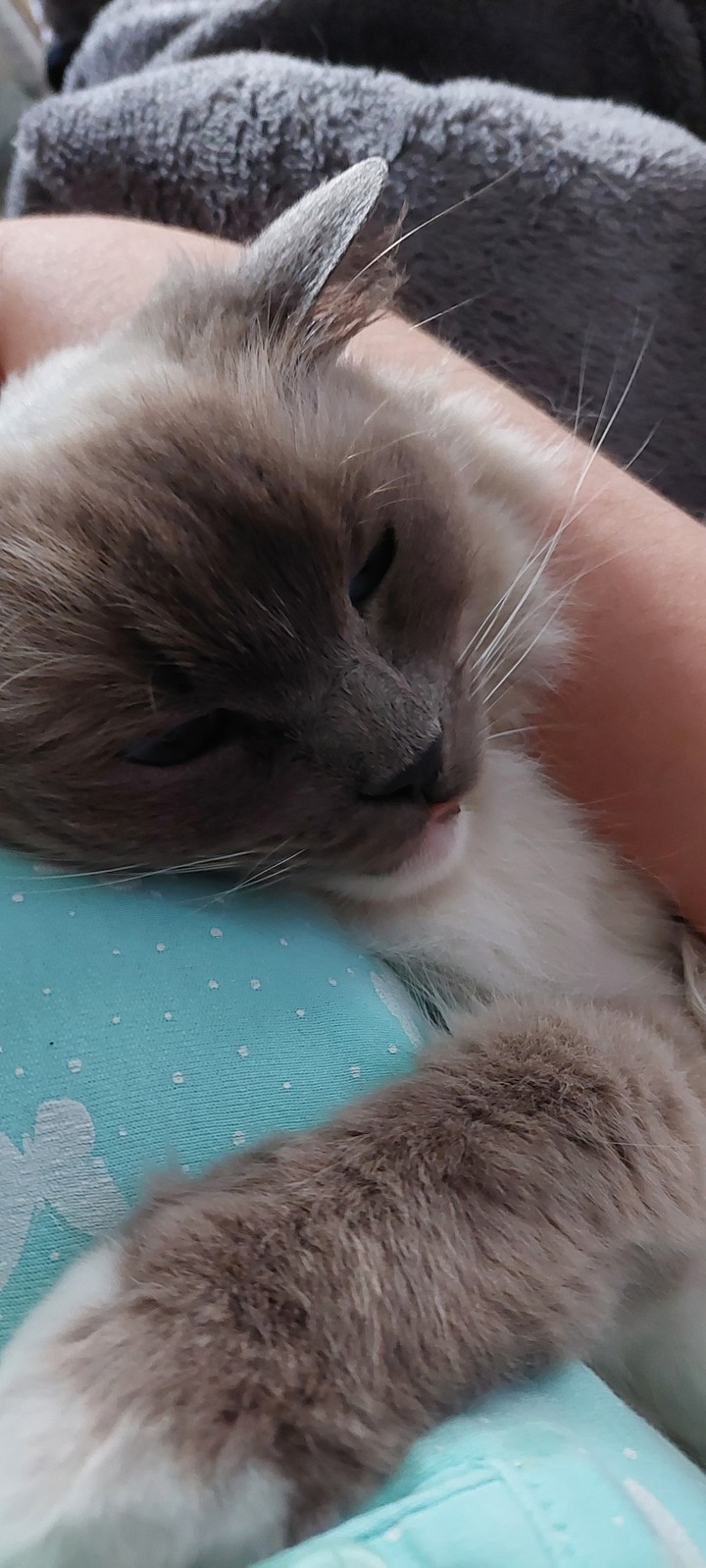 cat cuddles!!