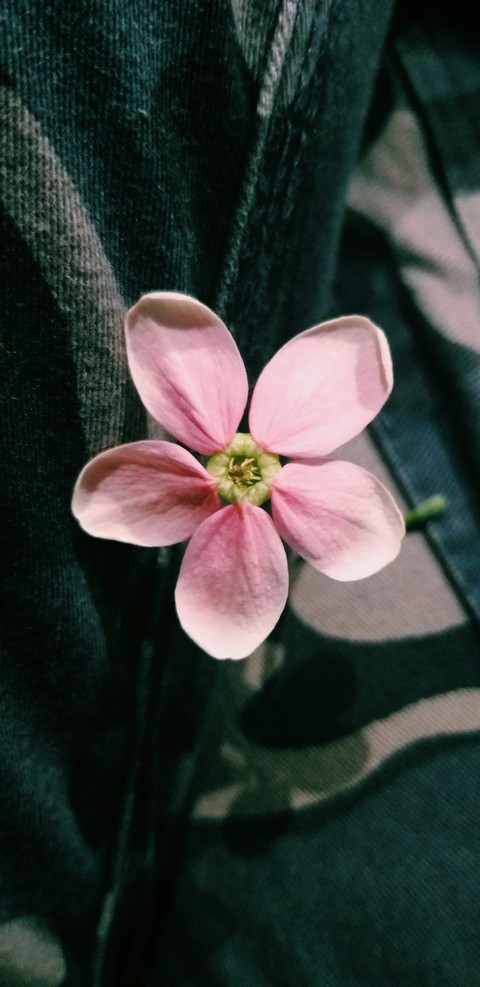 Bloomed