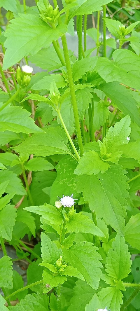 обои groundcover, urtica