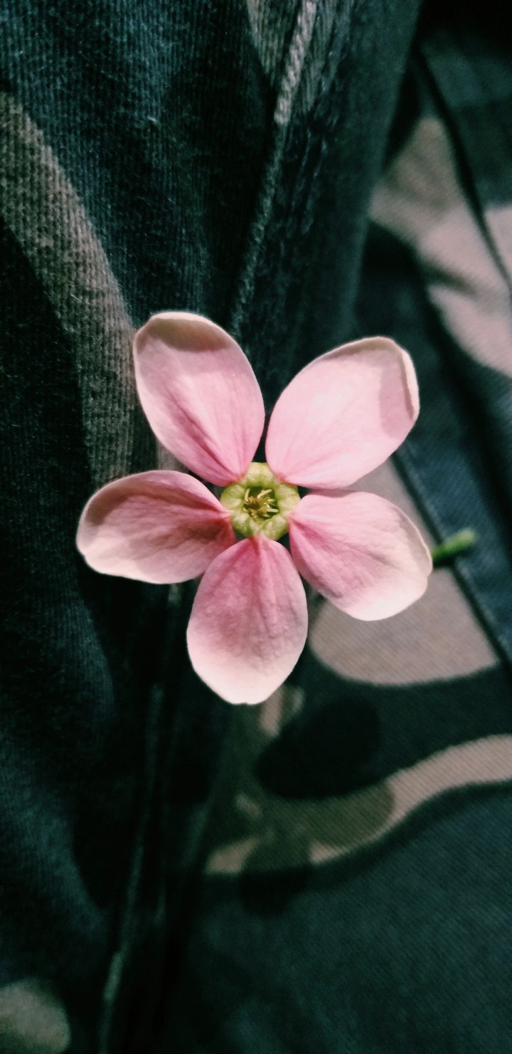 Bloomed