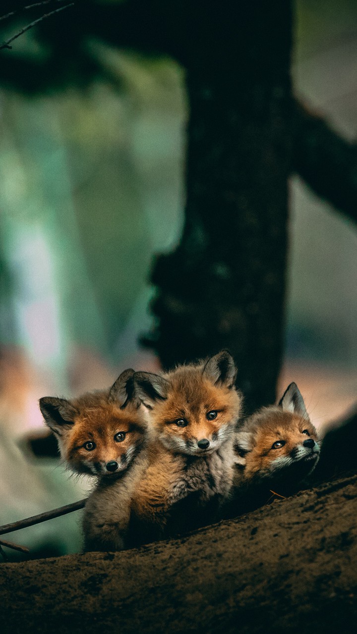 foxes