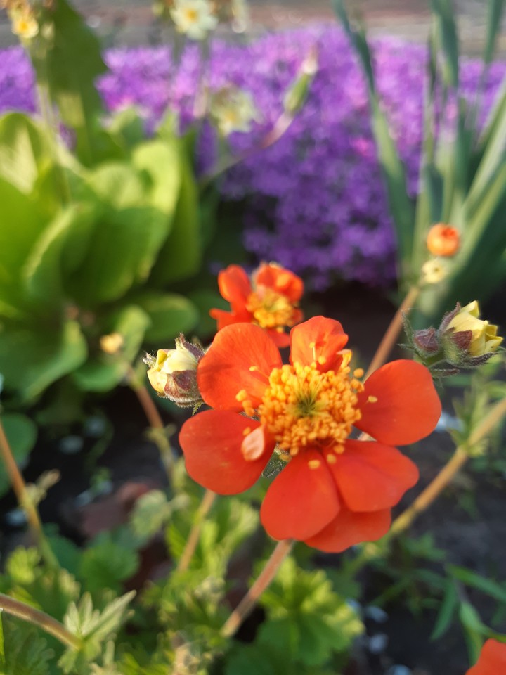 Flowers