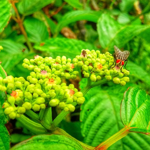 #nature