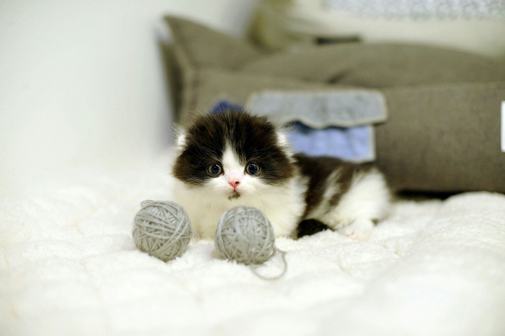 cat on the bed