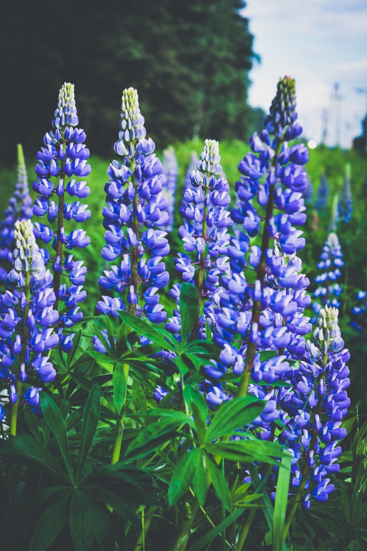 Люпин lupin