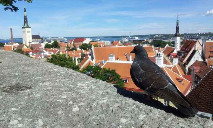 Tallinn