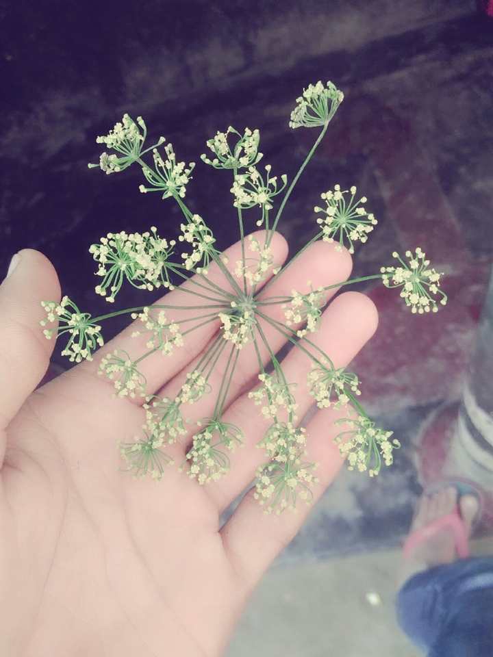 beautiful flower