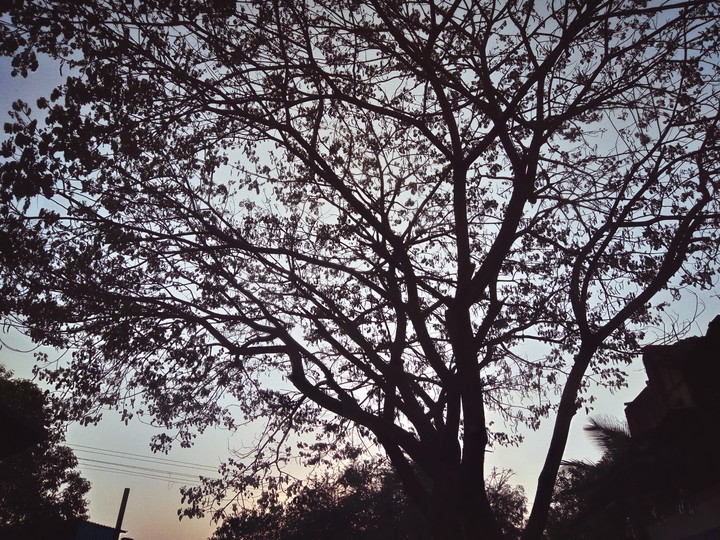 tree