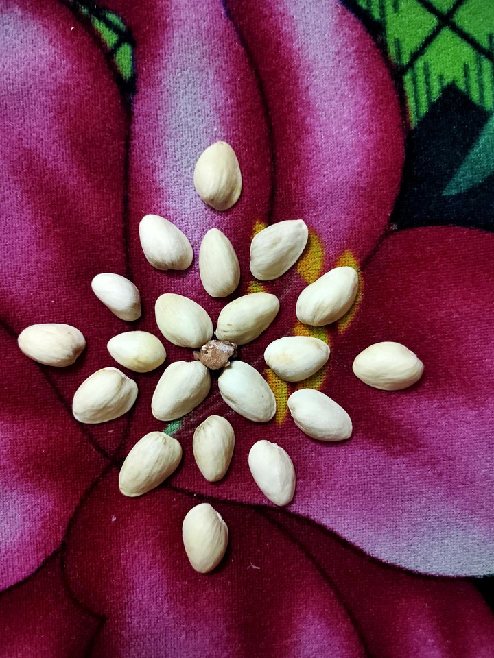 my art with pista shells