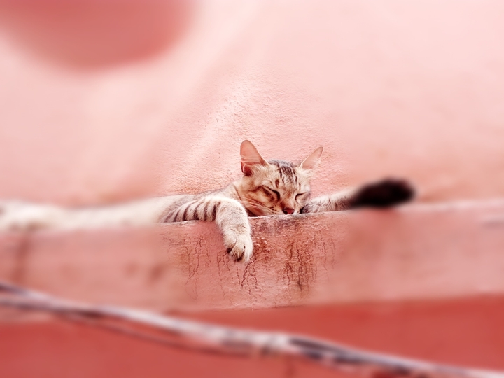 my lovely kitty