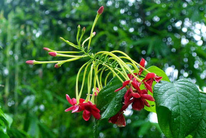 Madhumalati/মধুমালতি