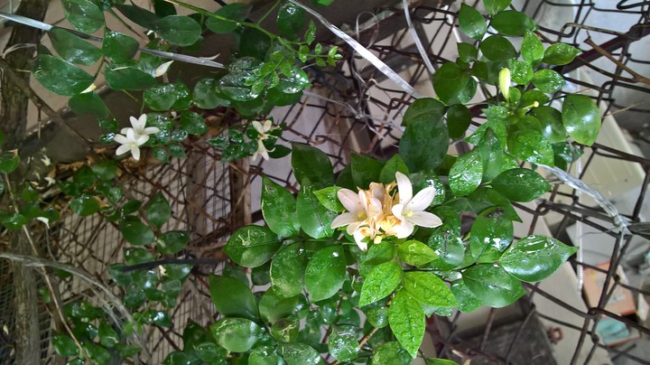 Flowers