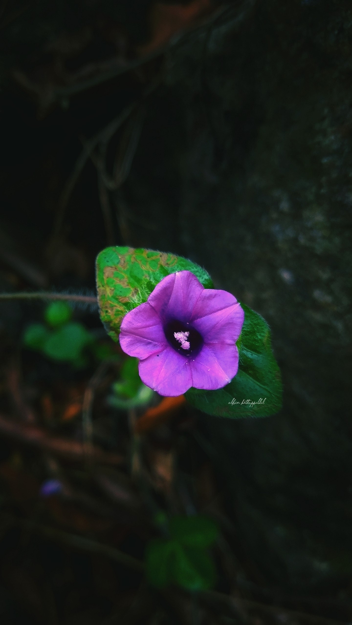 Bloom