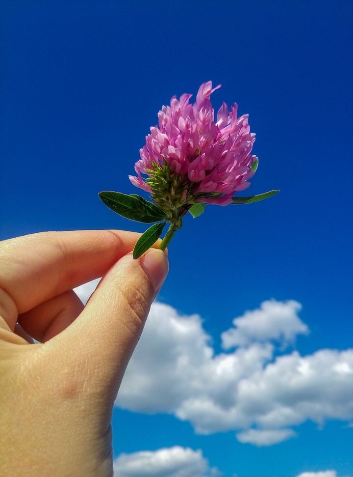 clover
