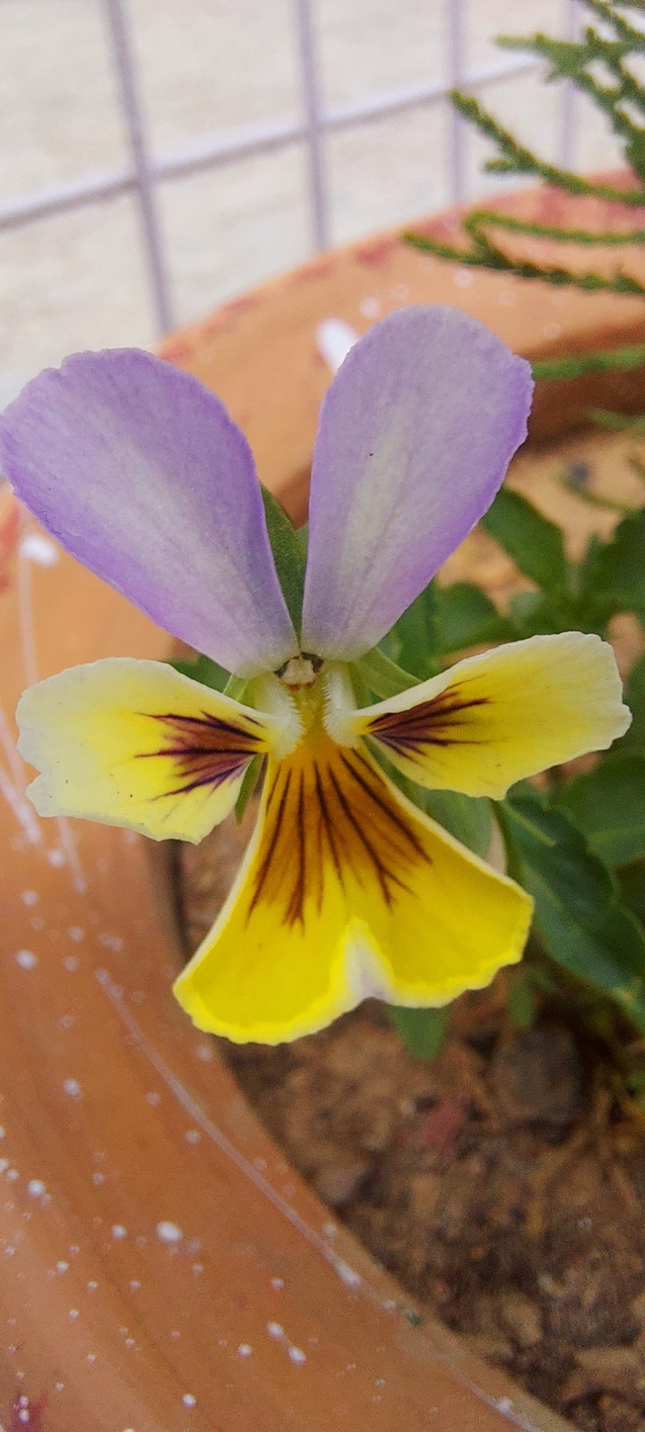 FLOWER