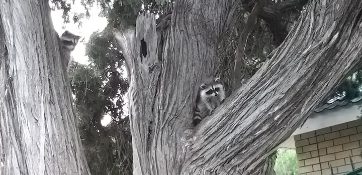 пришли в гости еноты :)))) raccoon