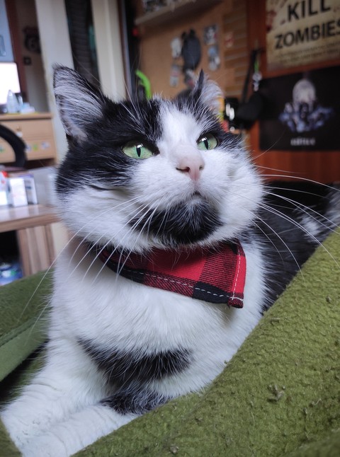 Lilly mit Halstuch