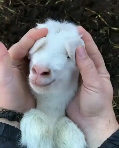 Peek a boo.... how adorable is he??? ???