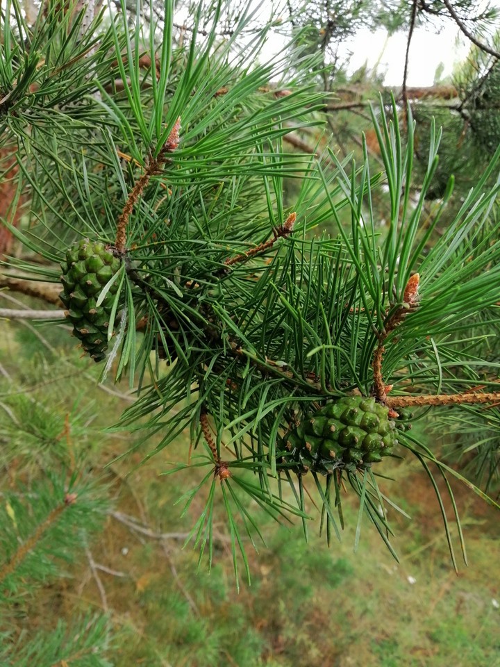 pine