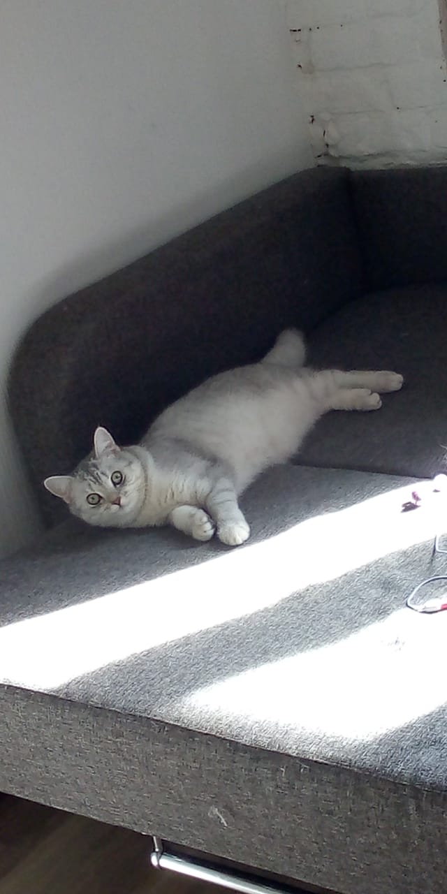 кот