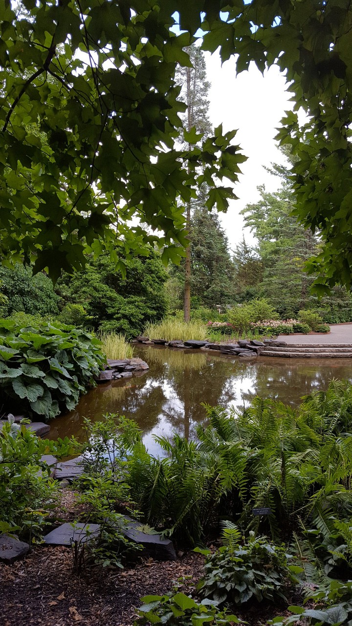 Peaceful Pond