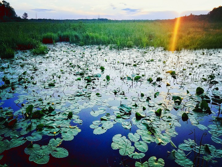 Lily pads